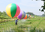 سيهونغ ، جيانغسو: استخدام البالونات في رش المبيدات