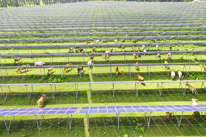 مقاطعة خنان، مزرعة تجمع بين توليد الطاقة وتربية الأبقار