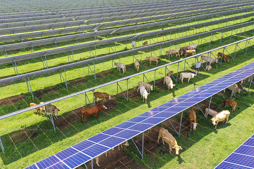 مقاطعة خنان، مزرعة تجمع بين توليد الطاقة وتربية الأبقار