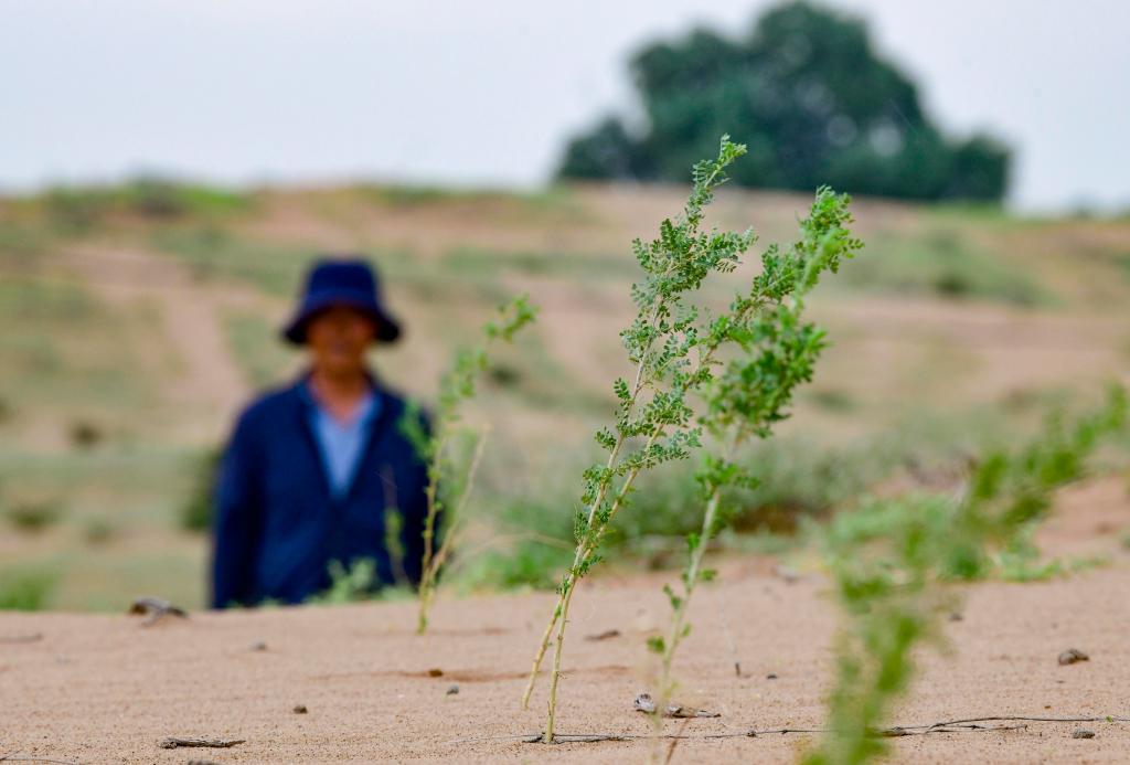 زراعة شتلات النباتات في صحراء شمالي الصين