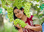 لوبو،شينجيانغ: حصاد العنب وسط فرحة المزارعين
