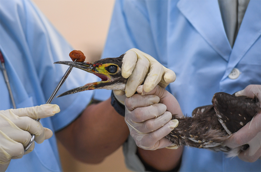 قوانغدونغ: الطائر الغامض يعود للبرية بعد العلاج