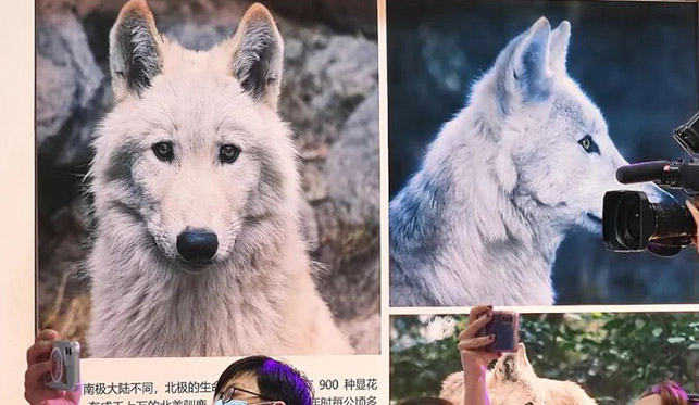 لحمايته من الانقراض، أول عملية استنساخ لذئب قطبي في العالم تنجح بالصين