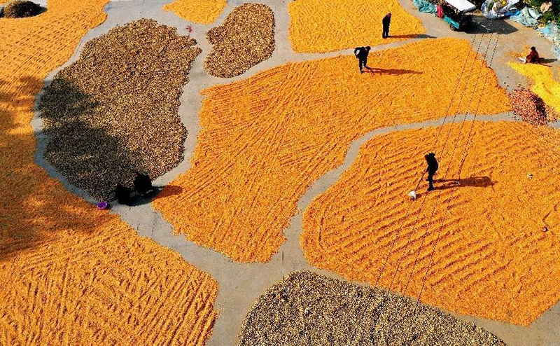 الصين تستقبل مهرجان حصاد المزارعين الصينيين الخامس بشكل بهيج