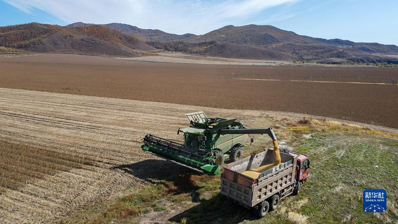 جالانتون، منغوليا الداخلية: حصاد وفير من فول الصويا