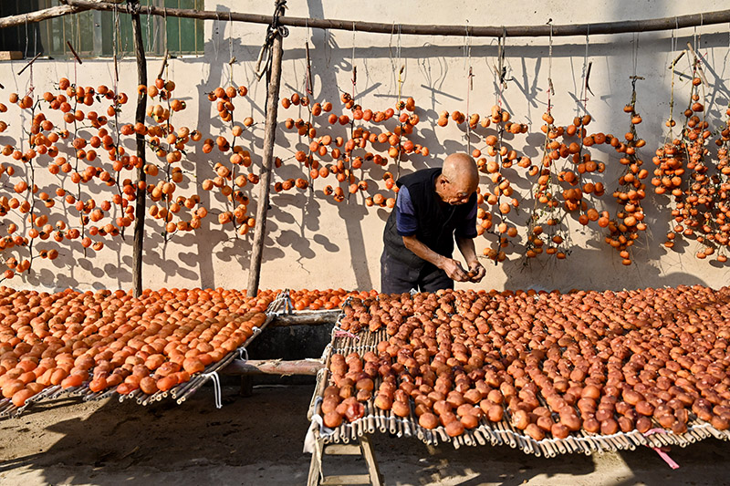 يونغجي ، شانشي في أواخر الخريف: الفلاحون منشغلون في تجفيف فاكهة الكاكي 