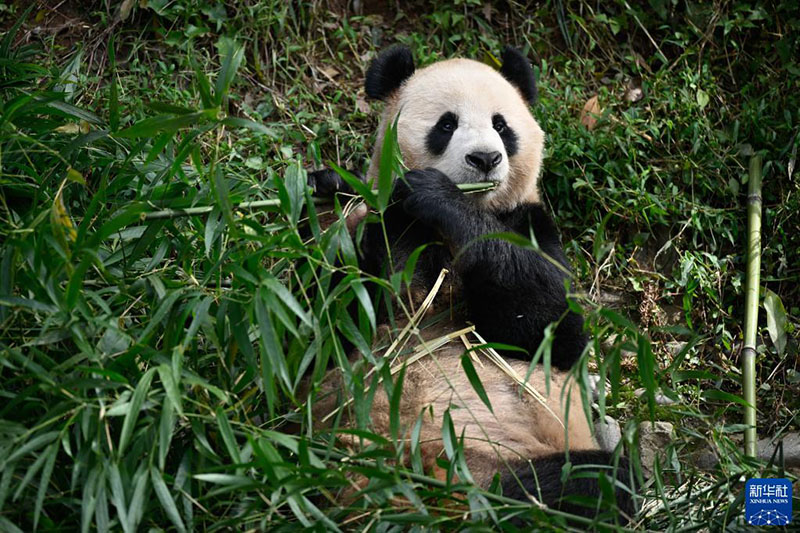 اثنان من الباندا العملاقة يغادران قاعدة التكاثر في الصين إلى قطر