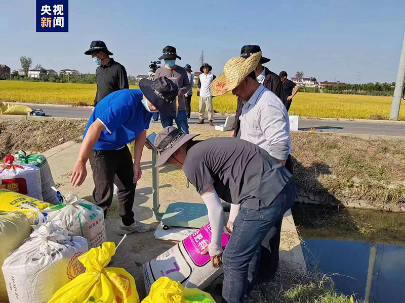 رقم قياسي لحجم إنتاج الأرز في حقل تجريبي بشرقي الصين
