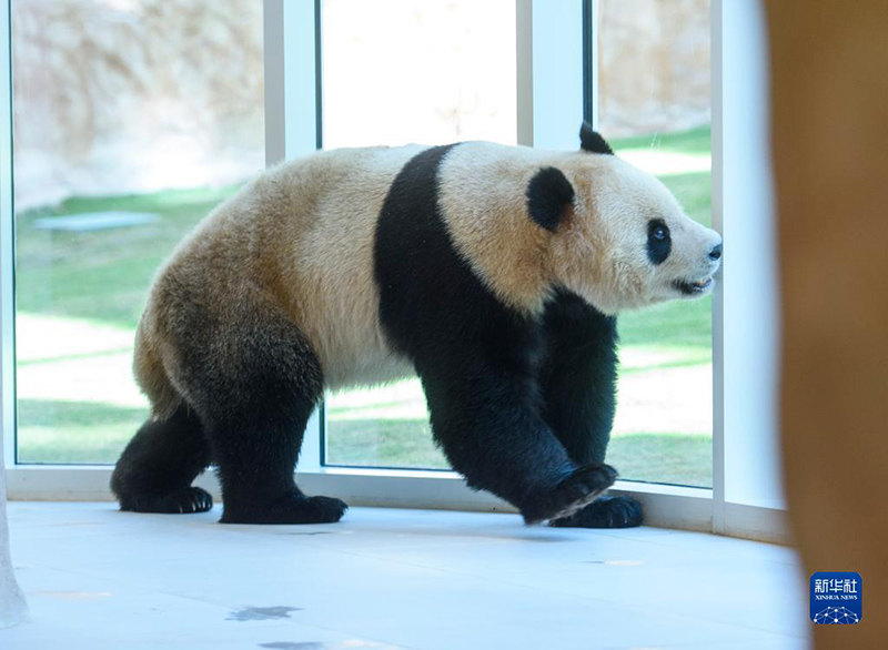 زوج الباندا الصيني 