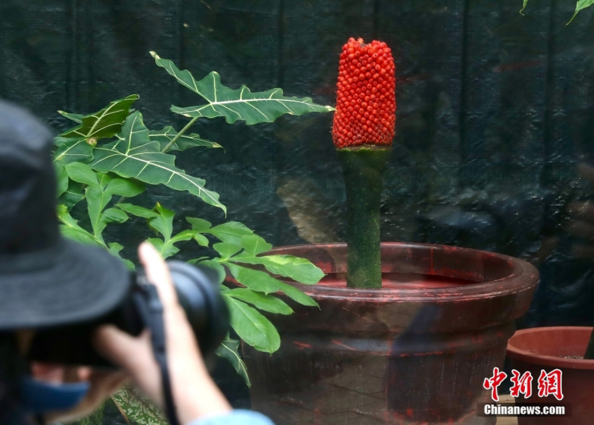 لأول مرة في الصين .. زهرة الجثة النادرة تثمر في الحديقة النباتية الوطنية ببكين