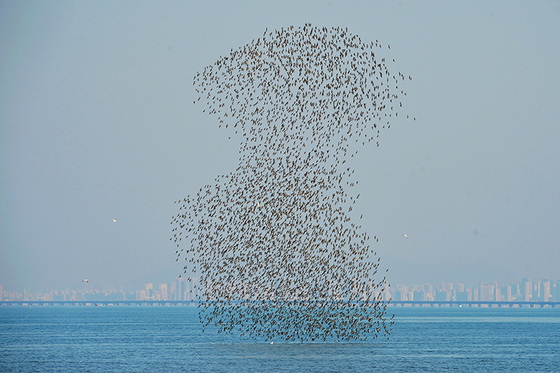 عدد كبير من الطيور تهاجر إلى خليج تشينغداو استعدادًا لفصل الشتاء