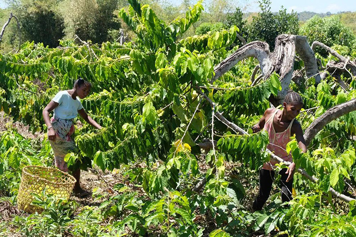 عطر الزيوت الإفريقية تجذب زوار معرض الصين الدولي الخامس للاستيراد 