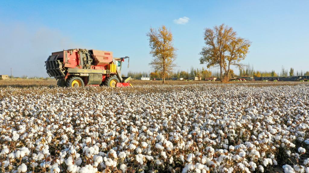 موسم حصاد القطن في محافظة شايار بمنطقة شينجيانغ الصينية