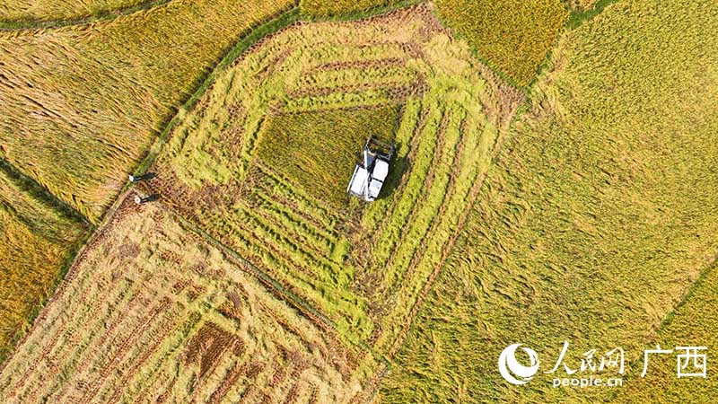 قوانغشي: حقول طبيعية ملونة من الأرز المتأخر تنتظر الحصاد  