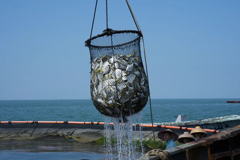 سمك الزبيدي الذهبي، مورد رزق الصيادين في تشان جيانغ