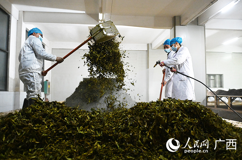 شاي ليوباو، أشهر أنواع الشاي الأسود في مقاطعة قوانغشي