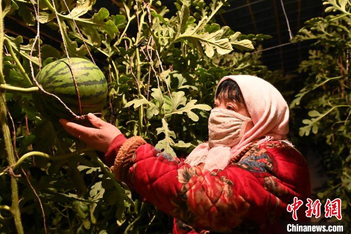 الزراعة الذكية في قانسو تنتج محصولا وفيرا من البطيخ في فصل الشتاء