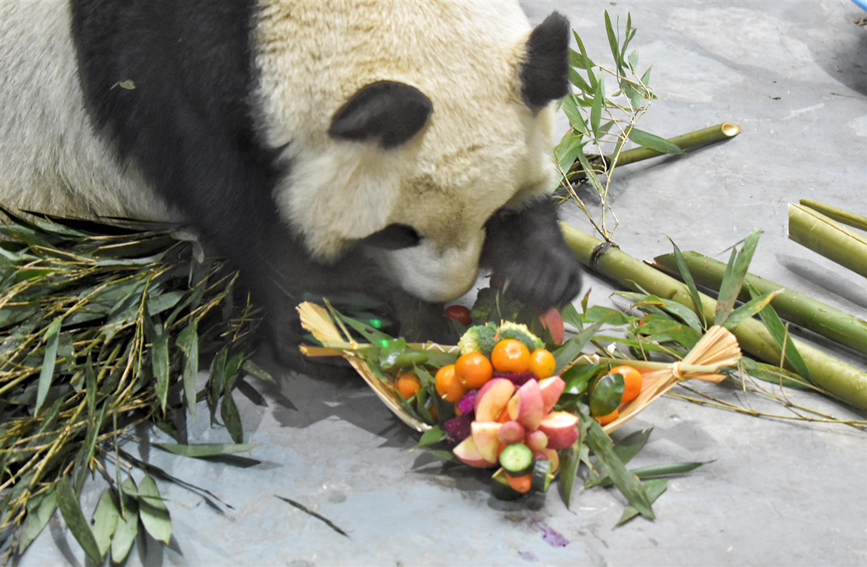 بالصور.. كيف احتفلت الباندا بالعام الجديد؟