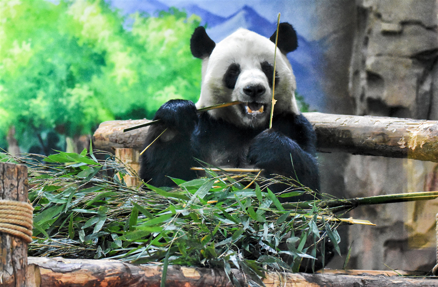 بالصور.. كيف احتفلت الباندا بالعام الجديد؟