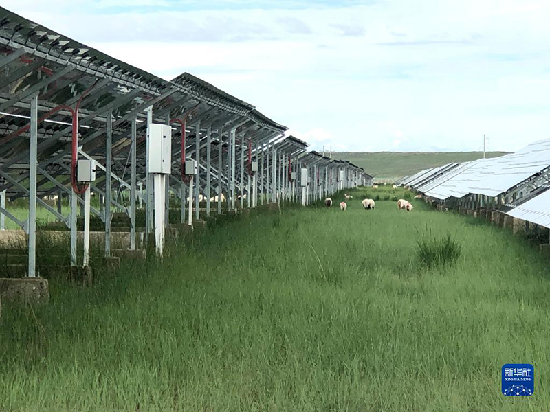 محطة لتوليد الطاقة الشمسية توفر مرعى خصب للأغنام في تشينغهاي