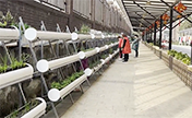 مجمع سكني بتشنغدو: بناء جدار نباتي عام بطول 200 متر باستخدام 150 أنبوبًا بلاستيكيًا