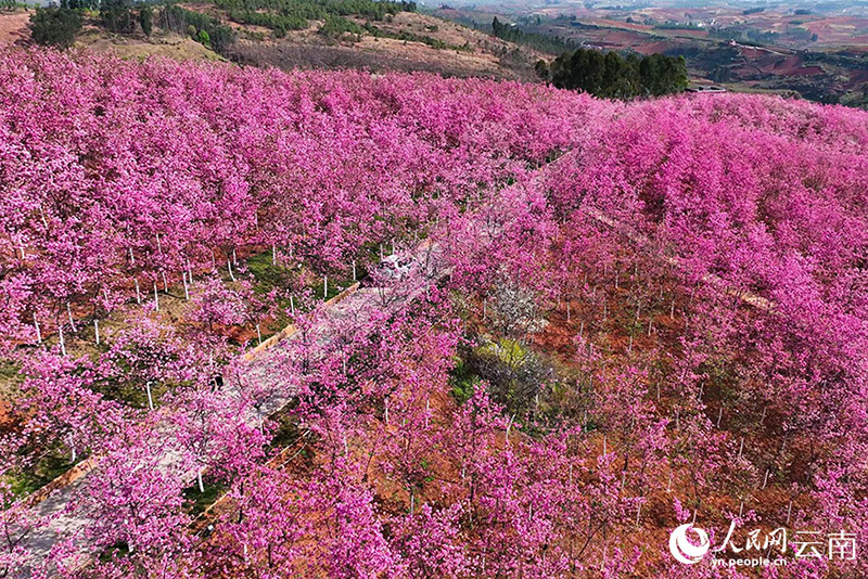 سحب وغيوم من ازهار الكرز تغطي يوننان