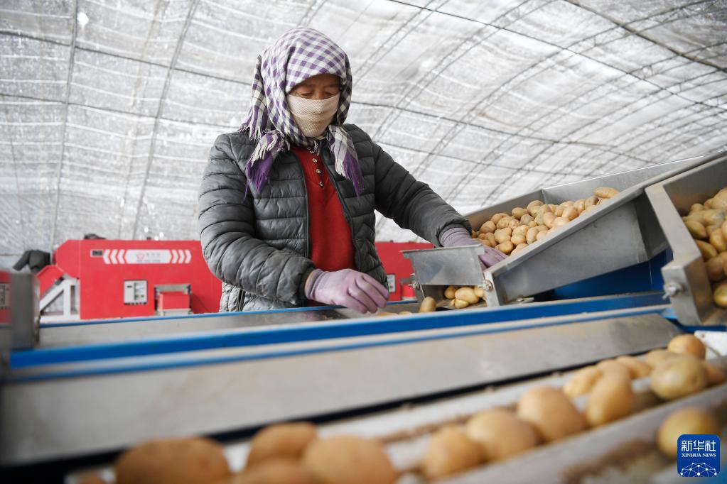 محافظة شيجي، موطن البطاطا في الصين