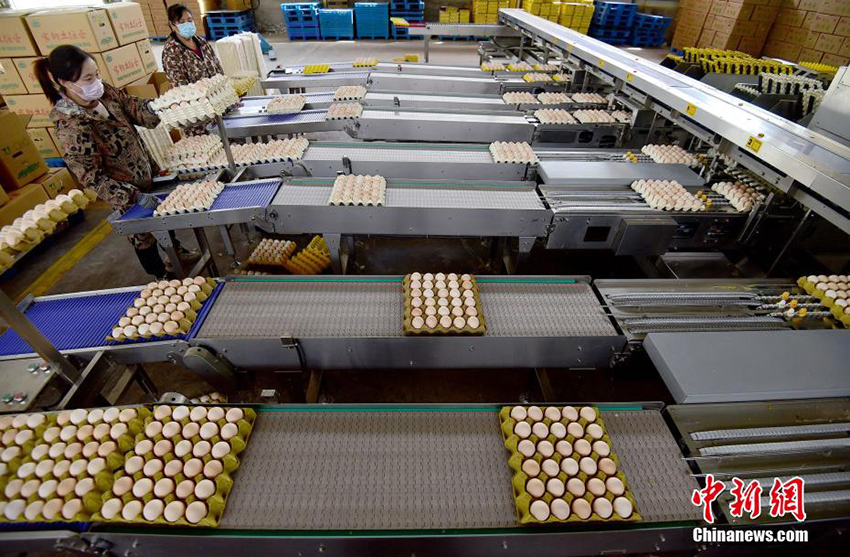 مداجن محافظة قوانتهاو تنتج 2.7 مليار بيضة سنويا
