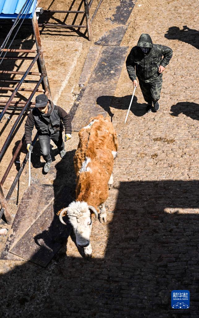انتعاش سوق المواشي في تونغلياو بمنغوليا الداخلية