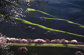 ييلي، شينجيانغ: وادي زهرة المشمش في أوج الإزهار مع بداية فصل الربيع