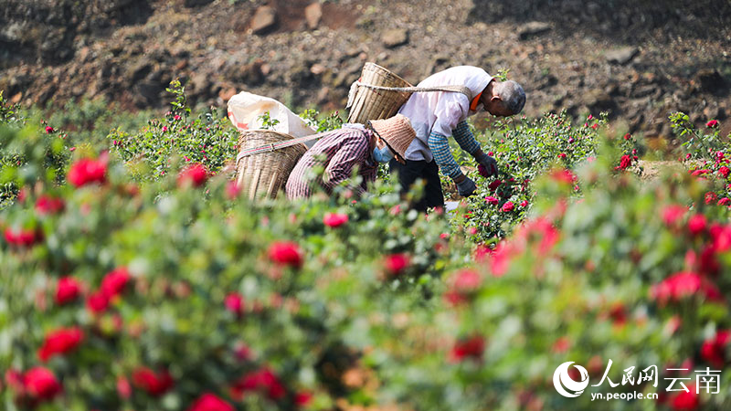 الزهور في أطعمة سكان يوننان بالصين