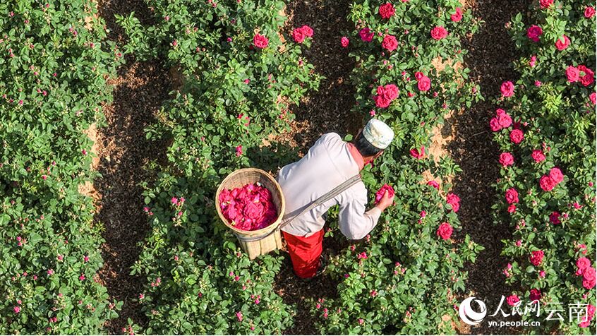 الزهور في أطعمة سكان يوننان بالصين