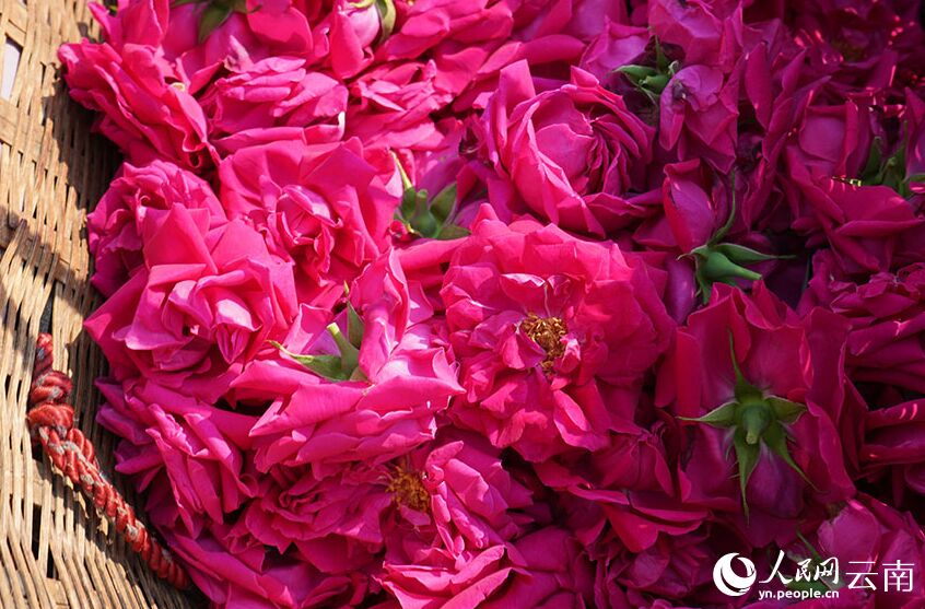 الزهور في أطعمة سكان يوننان بالصين