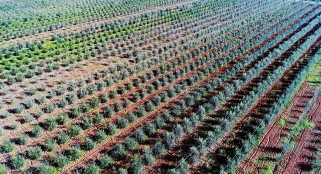 لونغ نان بقانسو تمتلك أكبر حقول الزيتون في الصين