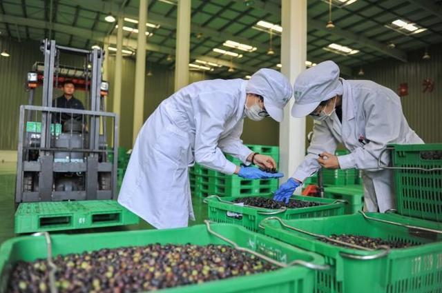 لونغ نان بقانسو تمتلك أكبر حقول الزيتون في الصين