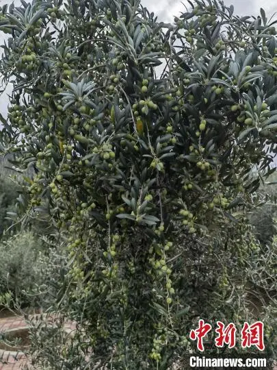 لونغ نان بقانسو تمتلك أكبر حقول الزيتون في الصين