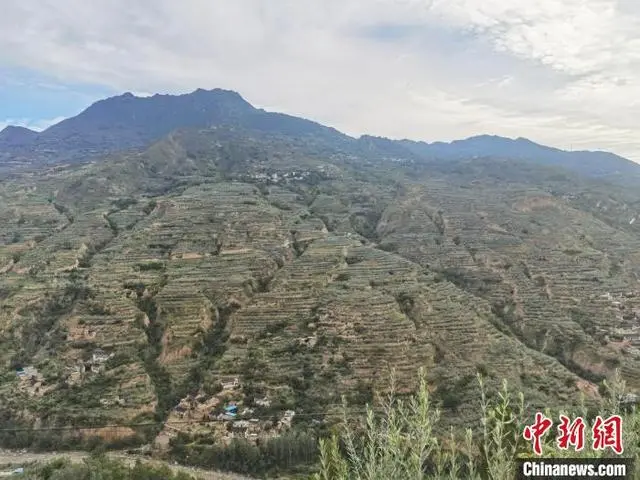 لونغ نان بقانسو تمتلك أكبر حقول الزيتون في الصين
