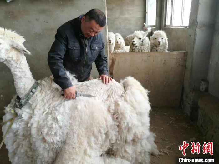 مزارع صيني ينجح في إنشاء قاعدة لتربية حيوان الألبكة في المراعي المتصحرة بمنغوليا الداخلية