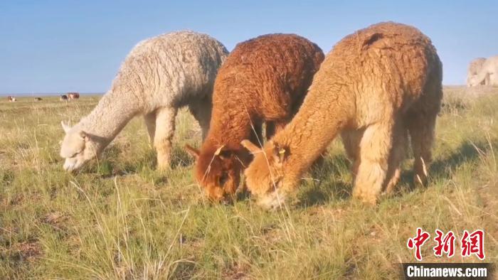 مزارع صيني ينجح في إنشاء قاعدة لتربية حيوان الألبكة في المراعي المتصحرة بمنغوليا الداخلية