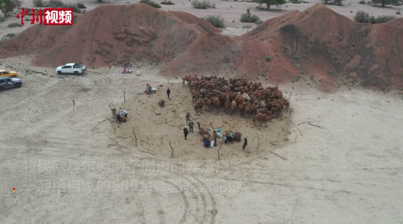 شينجيانغ، إنطلاق موسم الجز لمايزيد عن 10 آلاف رأس من الإبل