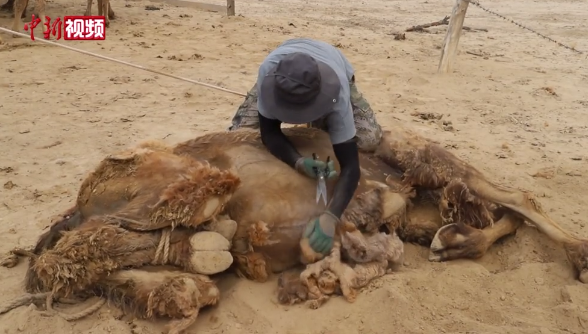 شينجيانغ، إنطلاق موسم الجز لمايزيد عن 10 آلاف رأس من الإبل