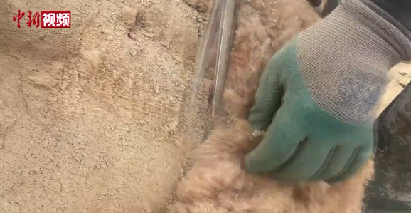 شينجيانغ، إنطلاق موسم الجز لمايزيد عن 10 آلاف رأس من الإبل