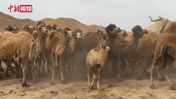 شينجيانغ، إنطلاق موسم الجز لمايزيد عن 10 آلاف رأس من الإبل