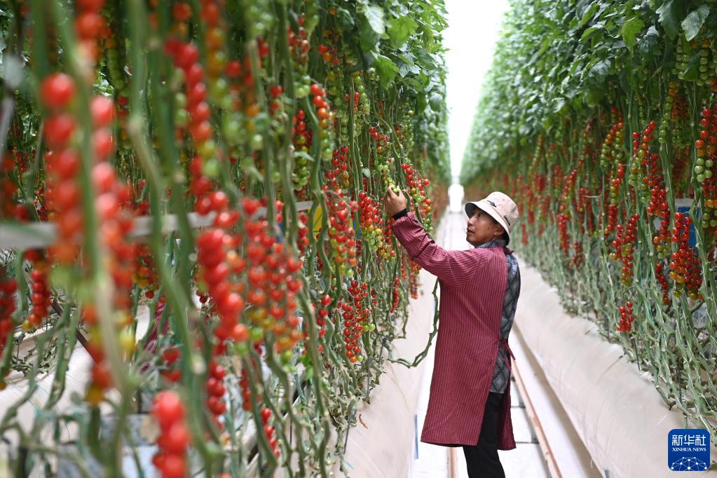 الزراعة الحديثة في صحراء جوبي
