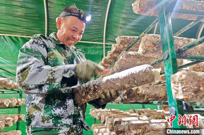 غوتيان، فوجيان:حظائر فطر ذات سقيفة كهروضوئية تساهم في تطوير صناعة الفطريات الصالحة للأكل