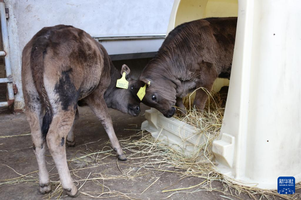 الصين تؤكد نجاح أول استنساخ في العالم لسلالات أبقار شيتسانغ المهددة بالانقراض