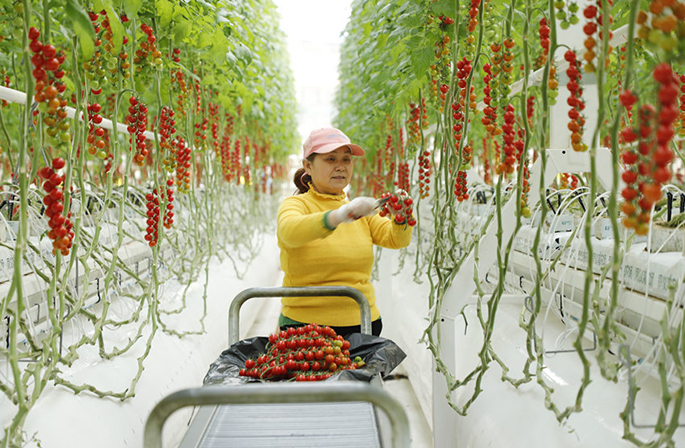 نانتشونغ، سيتشوان: موسم قطف الطماطم الكرزية