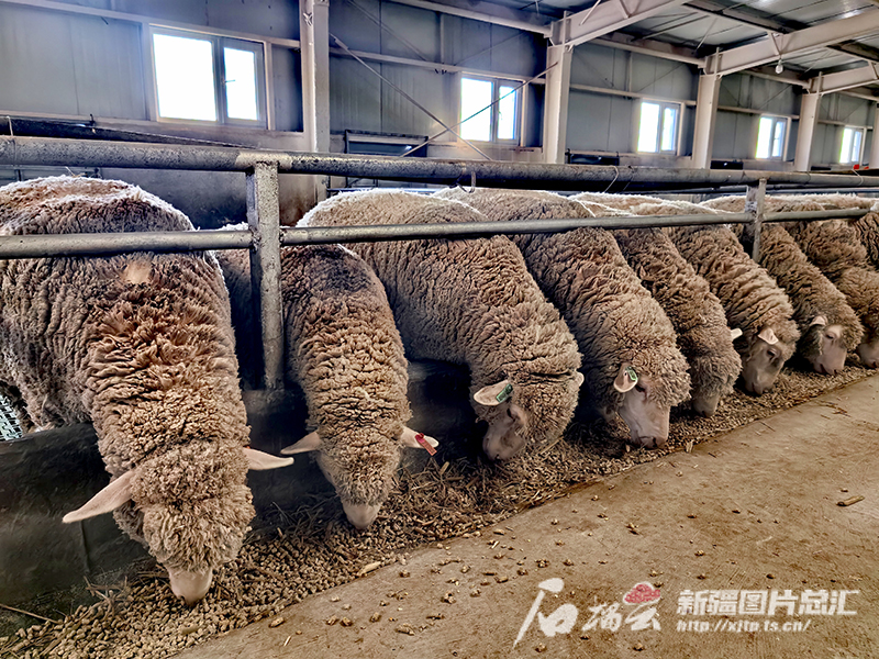 إنتاج لحوم الحيوانات في شينجيانغ يتجاوز 2 ملايين طن لأول مرة