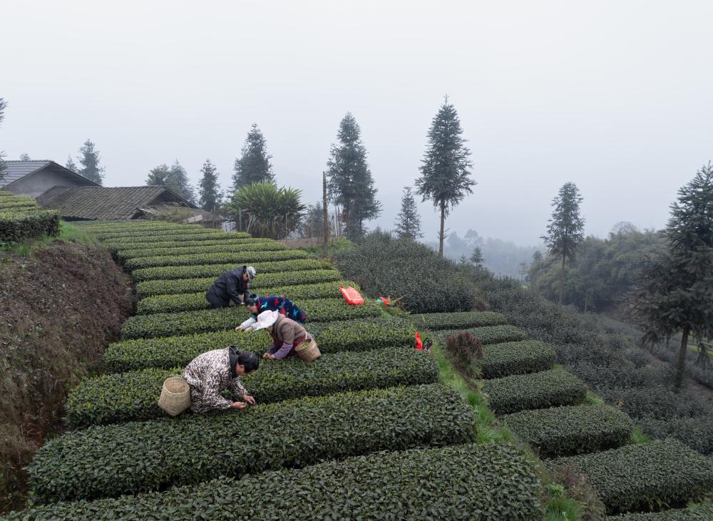 الصورة: سياحة الشاي في الصين