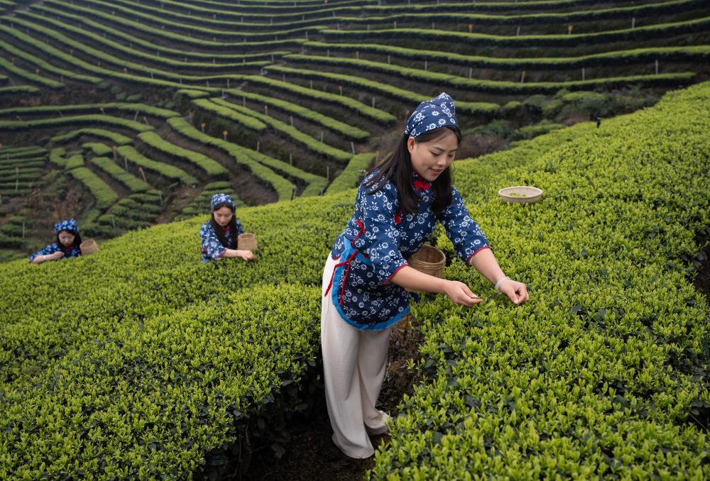 الصورة: سياحة الشاي في الصين